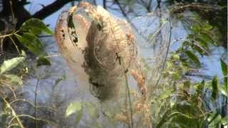 CATERPILLAR NEST REMOVAL IN PECAN TREE 91412 [upl. by Va]