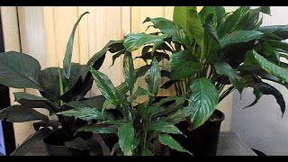 Peace Lily Cultivars Different Spathiphyllum Varieties [upl. by Yrakcaz]