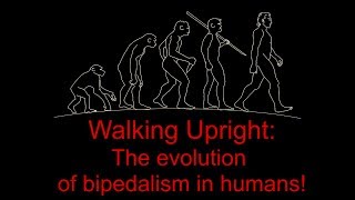 Walking Upright the evolution of bipedalism in humans [upl. by Latashia]