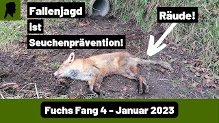 Fuchs mit Räude in BetonrohrfalleFallenjagd 2023TrapperInfo [upl. by Schug364]