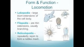 Subphylum Sarcodina  Types of Pseudopodia [upl. by Cudlip]