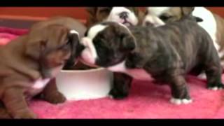 English Bulldog puppies at 4 weeks old [upl. by Lebyram]