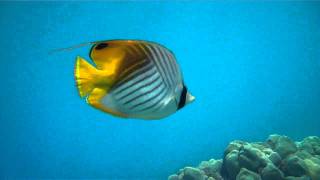 Threadfin Butterflyfish [upl. by Strohl]