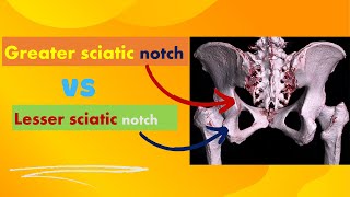 Greater VS Lesser sciatic notches [upl. by Yelyab]