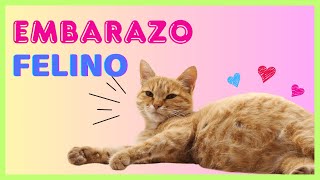 EMBARAZO FELINO ¿EN CUÁNTO TIEMPO NACEN LOS GATITOS GATAS EN GESTACIÓN [upl. by Dej]