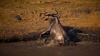 Battle in Masai Mara like the Battle at Kruger  Crocodile v Wildebeest [upl. by Mordy]