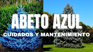 🌲ABETO AZUL💙 CUIDADOS Y MANTENIMIENTO🎄✔️ ¡Lo que NUNCA te han contado✔️ [upl. by Ace571]