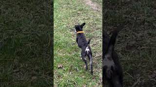 Was hast du denn gedacht 🤣🤣🤣 fypシviral frage shortsyoutube dogfluencer puppy angesagt [upl. by Andri843]