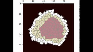 Cell Sorting of 3 Cell Types Simulated using the Cellular Potts Model Glazier Graner Hogeweg Model [upl. by Sapowith601]