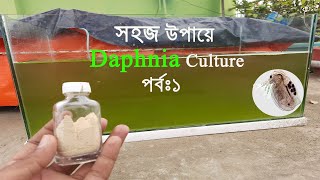 How to culture DAPHNIA manga easy way সহজে কিভাবে DAPHNIA চাষ করবেন [upl. by Primalia]