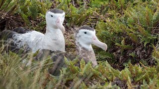 Project Antipodean Albatross [upl. by Trev]