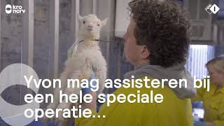 Yvon Jaspers mag blijven logeren maar dat betekent weinig slaap  Onze boerderij [upl. by Watson418]