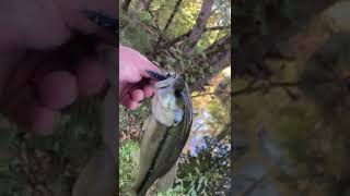 Small Creek fishing in East Tn [upl. by Obeded]