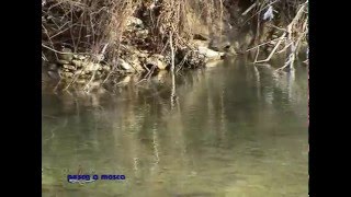 PESCA A MOSCA tecnica e montaggio fly fishing parte1 [upl. by Bradlee742]