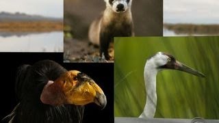 The Endangered Species Act celebrates a milestone [upl. by Balfour413]