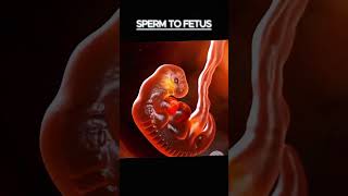 3D Fetus Animation A Journey from Conception to Birth baby pregnancy adorable [upl. by Yerac]