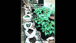 Welcome to my wonderland containergardening urbangardening gardeninginnigeria growingfood [upl. by Callum]