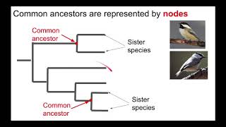 Understanding Phylogenetic Trees [upl. by Klingel]