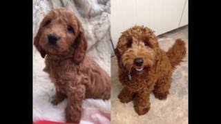 FUDGE the Cockapoo BIRTH to ONE YEAR [upl. by Innep]