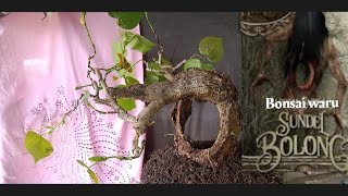 Bonsai waru sundel bolong [upl. by Isma]