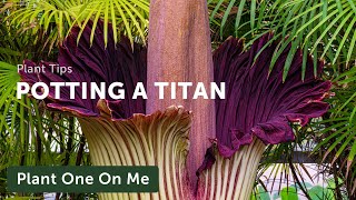 Repot an Amorphophallus titanum Corpse Flower — Ep 247 [upl. by Ddot774]