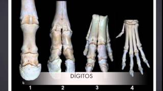 Osteología de Miembro Anterior y Posterior de los Animales Domésticos [upl. by Nirtiak]