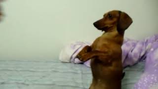 AMAZING DACHSHUND  DOXIE DOG DOES 10 TRICKS [upl. by Leksehc]