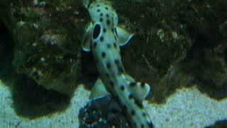 Epaulette shark quotwalkingquot [upl. by Akselaw]