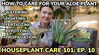 Houseplant Care 101 Aloe Vera Plant Care  Aloe Plant Watering Feeding Repotting amp Propagation [upl. by Stolzer]