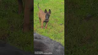 Malinois ▶️ vom Welpen zum Junghund Erziehung Verhalten hundetraining malinois welpenerziehung [upl. by Socrates443]