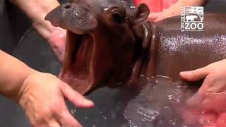 Baby Hippo Fiona  Episode 2 The Struggle  Cincinnati Zoo [upl. by Cutlip938]