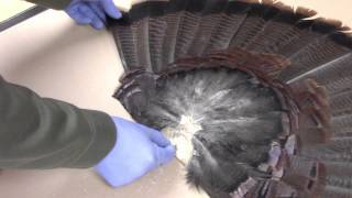 Taxidermy Tips How to mount a turkey tail fan and beard panel Episode 4 [upl. by Rudin]