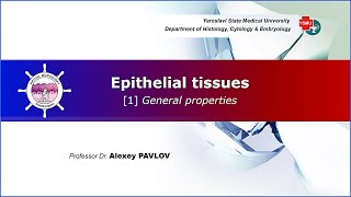 03 General histology Epithelial tissues general properties [upl. by Nsaj]