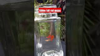 Albino full red guppy subscribe shortvideo hobby guppy like fish fishkeeper [upl. by Dami]