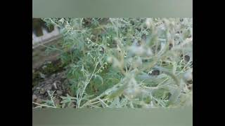 Pelin Artemisia absinthium L  recepti [upl. by Vasily]