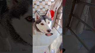 Trying to keep my biscuit snack a secret from Daizy🐶🍪 cerealkillers trendingsong shortvideo dog [upl. by Eiznikam]