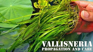 vallisneria propagation and care  best water plant for aquarium and fish  lotus and vallisneria [upl. by Saravat]