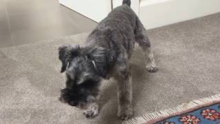 Miniature Schnauzer barking [upl. by Etyam]