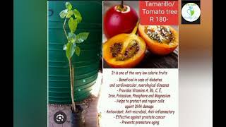 Health benefits of Tamarillo fruit [upl. by Kling]