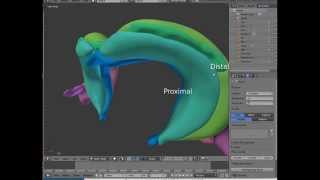 The hippocampal formation a short overview [upl. by Knobloch836]