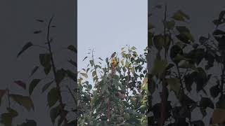 Golden Oriole bird call [upl. by Neirbo]