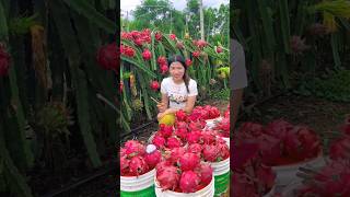 Wanna try these yummy dragon fruit fruits 🍊🍓🍉🍎🥭shorts nature fruit [upl. by Ahsinaw885]