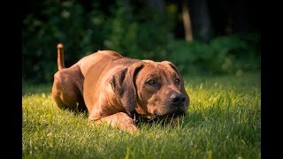 Why I Bring My Rhodesian Ridgebacks on Vacation [upl. by Selinda404]