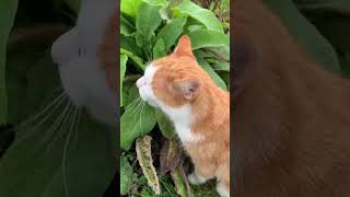 a original orange cat funny trending comedy memes [upl. by Odnama]