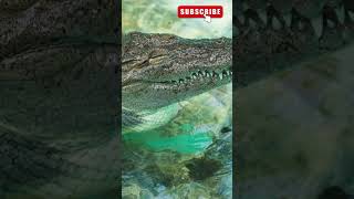 imaging facts about crocodile factsinhindi animallovershort nature [upl. by Siurad]