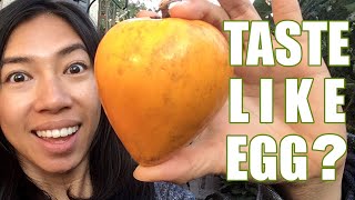 Egg Fruit Canistel Review [upl. by Bridges]