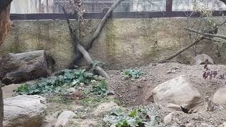 Dwarf mongoose Cape ground squirrel and Rock hyrax mixed enclosure [upl. by Oer]