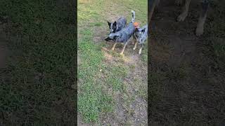 New Chuckit  Happy Pups blueheeler australiancattledog chuckit [upl. by Artur]