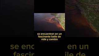 Los estuarios Maravillas de la Naturaleza minidocumental [upl. by Stahl]