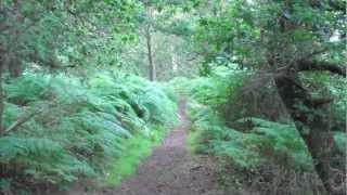 Old Southwold Railway Track 2 [upl. by Llibyc]